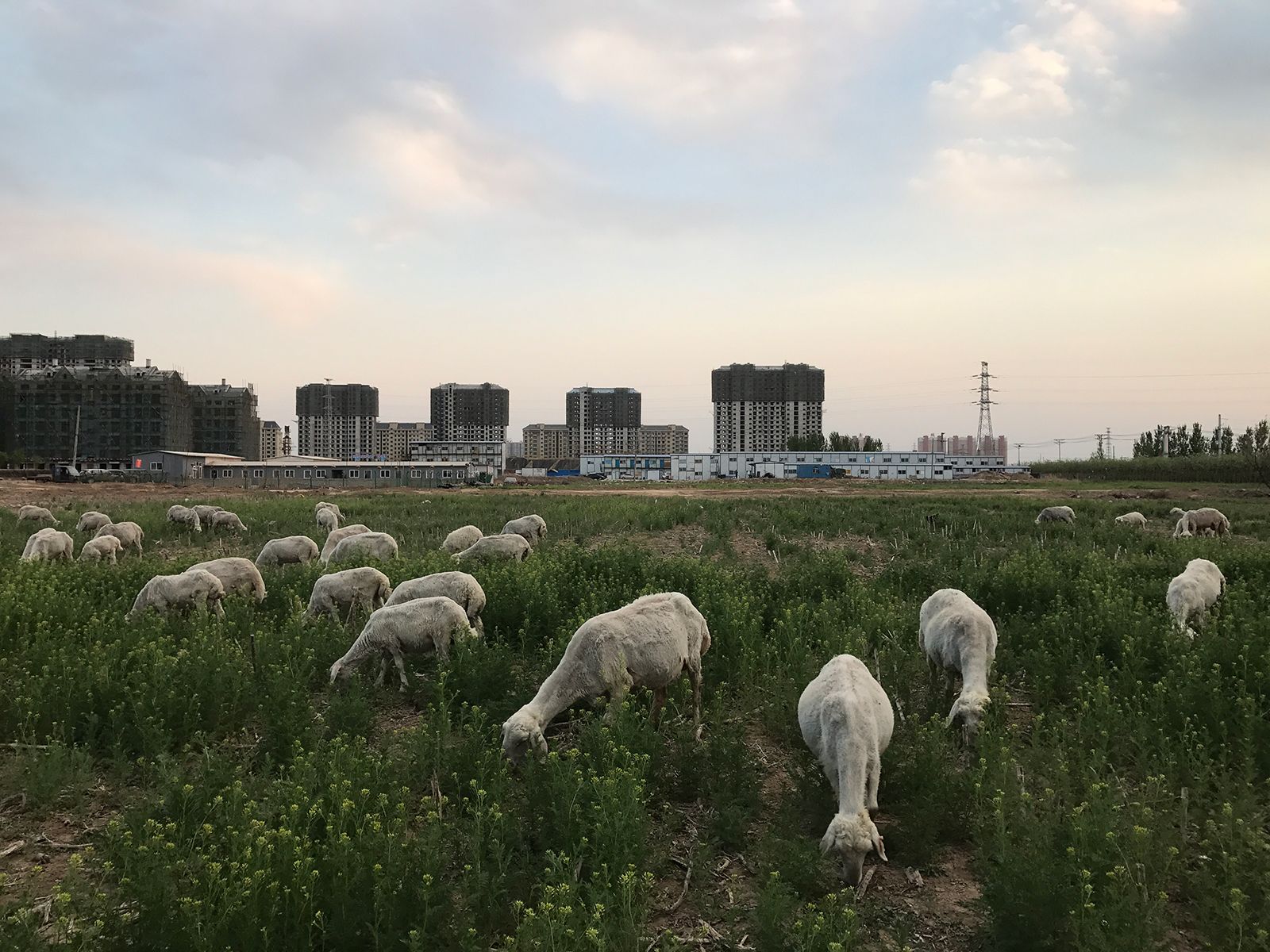 Sheep grazing on grass on the idled construction site of a high-end residential real estate project in Hebei province in April 2017. The project was suspended after the central government announced its decision to build the Xiong'an New Area.
