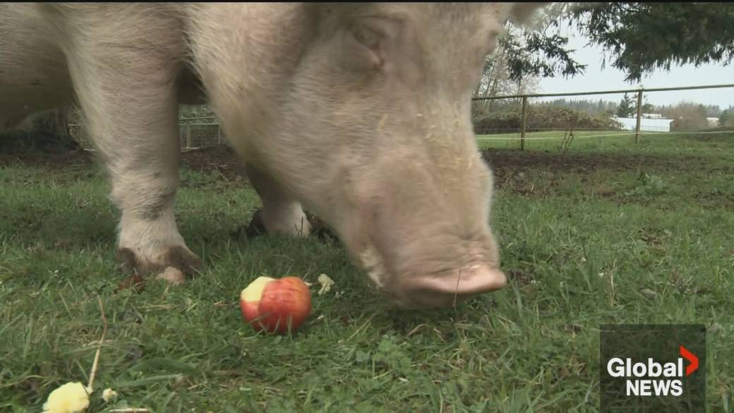 Click to play video: 'Vancouver Island farm mourns the passing of beloved pig'