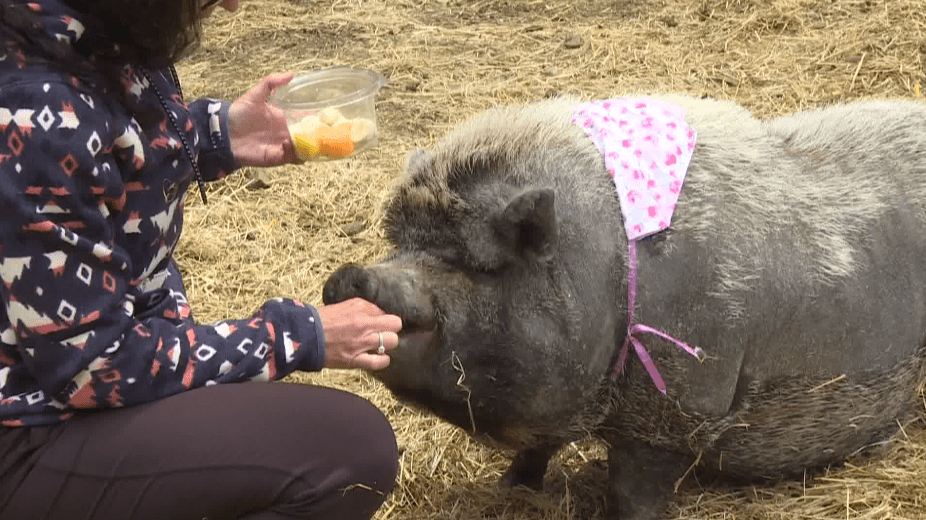 Click to play video: 'Barbie-Q the pig comes snout to snout with hungry B.C. bear'