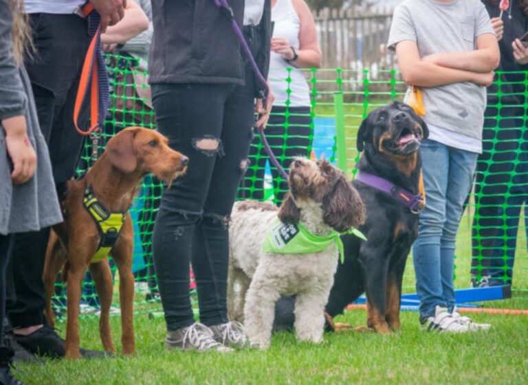 Unbelievable! Public invited to attend jaw-dropping dog-friendly event this weekend – You won’t believe your eyes!