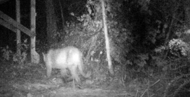 Unbelievable Footage Reveals Monstrous Wild Beast Caught on Trail Cam – You Won’t Believe Your Eyes!
