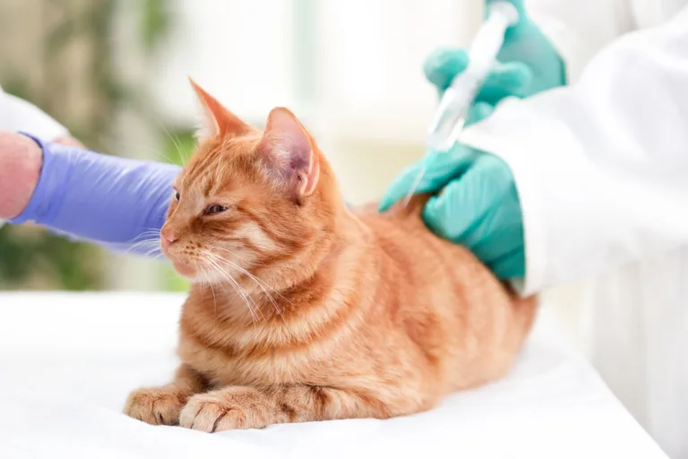 Mind-Blowing Secret Remedies Unleashing Miraculous Transformation in Diabetic Cats! You Won’t Believe Your Eyes!