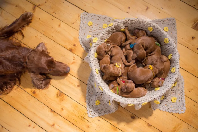 SHOCKING VIDEO: Woman Stumbles Upon 5 Darling Puppies Under Deck – You Won’t Believe Her Next Move!